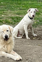 ICE, Hund, Mischlingshund in Italien - Bild 4