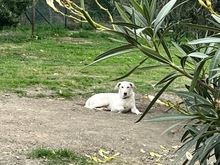 ICE, Hund, Mischlingshund in Italien - Bild 8