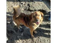 SHERPA, Hund, Mischlingshund in Rumänien - Bild 4