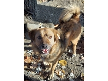 SHERPA, Hund, Mischlingshund in Rumänien - Bild 5