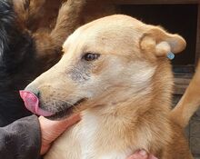PIRELLI, Hund, Mischlingshund in Rumänien - Bild 10