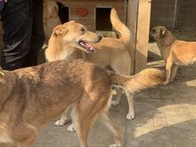 PIRELLI, Hund, Mischlingshund in Rumänien - Bild 3
