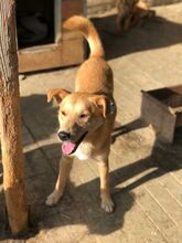 PIRELLI, Hund, Mischlingshund in Rumänien - Bild 4