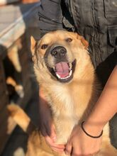 PIRELLI, Hund, Mischlingshund in Rumänien - Bild 6