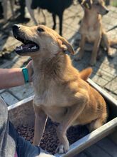PIRELLI, Hund, Mischlingshund in Rumänien - Bild 7