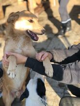 PIRELLI, Hund, Mischlingshund in Rumänien - Bild 8