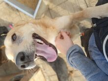 PIRELLI, Hund, Mischlingshund in Rumänien - Bild 9