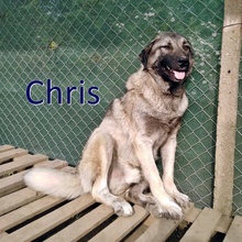 CHRIS, Hund, Mischlingshund in Bulgarien - Bild 1