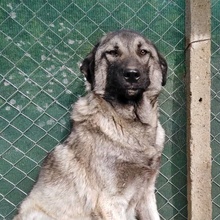CHRIS, Hund, Mischlingshund in Bulgarien - Bild 2