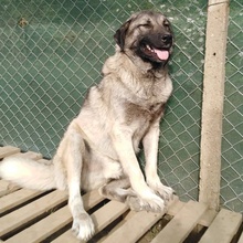 CHRIS, Hund, Mischlingshund in Bulgarien - Bild 3