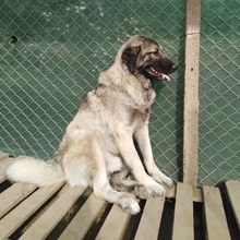 CHRIS, Hund, Mischlingshund in Bulgarien - Bild 4