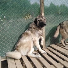 CHRIS, Hund, Mischlingshund in Bulgarien - Bild 5