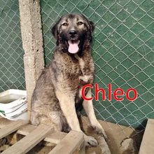 CHLEO, Hund, Mischlingshund in Bulgarien - Bild 1