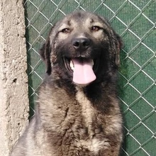 CHLEO, Hund, Mischlingshund in Bulgarien - Bild 2
