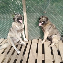 CHLEO, Hund, Mischlingshund in Bulgarien - Bild 4
