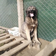 CHLEO, Hund, Mischlingshund in Bulgarien - Bild 5