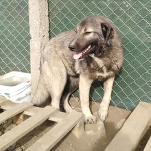 CHLEO, Hund, Mischlingshund in Bulgarien - Bild 6