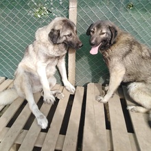 CHLEO, Hund, Mischlingshund in Bulgarien - Bild 7