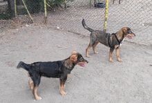 MAXX, Hund, Mischlingshund in Hamburg - Bild 6