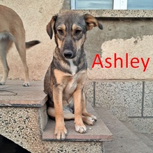 ASHLEY, Hund, Mischlingshund in Bulgarien - Bild 1