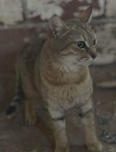 PATSY, Katze, Hauskatze in Griechenland - Bild 2