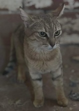 PATSY, Katze, Hauskatze in Griechenland - Bild 3