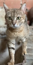 PATSY, Katze, Hauskatze in Griechenland - Bild 6