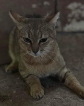 PATSY, Katze, Hauskatze in Griechenland - Bild 8