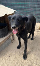 FORGOTTEN, Hund, Mischlingshund in Portugal - Bild 7