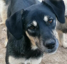 NOELIA, Hund, Mischlingshund in Portugal - Bild 6