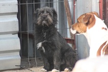 PIPER, Hund, Mischlingshund in Werl - Bild 1