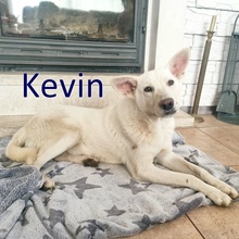 KEVIN, Hund, Mischlingshund in Bulgarien - Bild 1