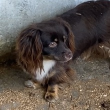 JOSIE, Hund, Mischlingshund in Ungarn - Bild 3
