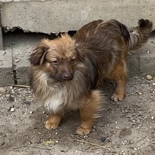 PEPE, Hund, Mischlingshund in Ungarn - Bild 5