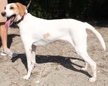 LUNA5, Hund, Mischlingshund in Zypern - Bild 3