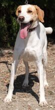 LUNA5, Hund, Mischlingshund in Zypern - Bild 4