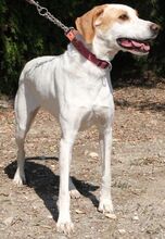 LUNA5, Hund, Mischlingshund in Zypern - Bild 5