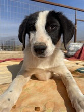 MUSTI, Hund, Mischlingshund in Griechenland - Bild 10