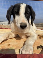 MUSTI, Hund, Mischlingshund in Griechenland - Bild 3