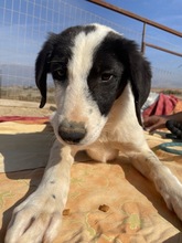 MUSTI, Hund, Mischlingshund in Griechenland - Bild 6