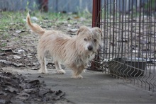 LEOPOLD, Hund, Mischlingshund in Mosbach - Bild 1