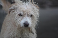 LEOPOLD, Hund, Mischlingshund in Mosbach - Bild 3