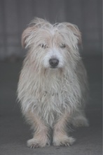 LEOPOLD, Hund, Mischlingshund in Mosbach - Bild 5