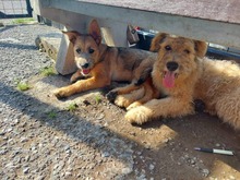 VANESSA, Hund, Mischlingshund in Slowakische Republik - Bild 10