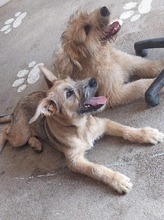 VANESSA, Hund, Mischlingshund in Slowakische Republik - Bild 15