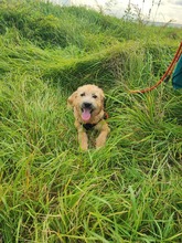 VANESSA, Hund, Mischlingshund in Slowakische Republik - Bild 4