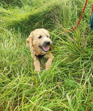 VANESSA, Hund, Mischlingshund in Slowakische Republik - Bild 6