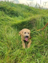 VANESSA, Hund, Mischlingshund in Slowakische Republik - Bild 7