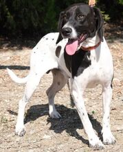 ROMEO4, Hund, Mischlingshund in Zypern - Bild 2