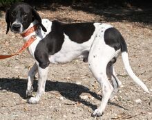 ROMEO4, Hund, Mischlingshund in Zypern - Bild 3